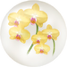 Yellow moth orchid nectar from Pikmin Bloom.