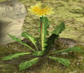 An alternate angle of the same Dandelion in The Forest of Hope.