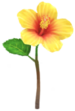Yellow hibiscus Big Flower icon in Pikmin Bloom.