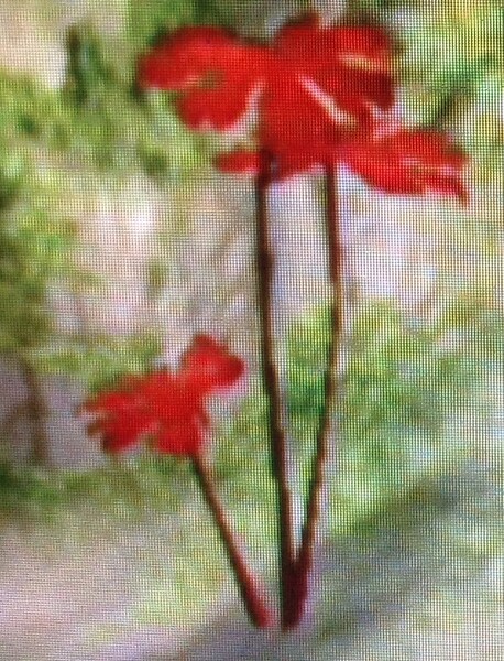 File:Red Leaf plant.jpg
