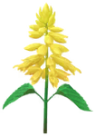 Yellow salvia Big Flower icon.