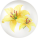Yellow lilium nectar from Pikmin Bloom.
