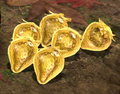 Six Golden Sunseeds in Pikmin 3.