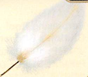 Artwork of the Leviathan Feather.