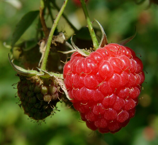 File:Real Raspberries.jpg