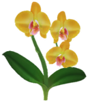 Yellow moth orchid Big Flower icon.