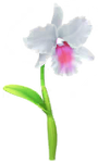 White cattleya Big Flower icon in Pikmin Bloom
