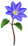 Blue clematis Big Flower in Pikmin Bloom