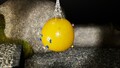 Some Blue Pikmin latching onto the treasure, attempting to pull it down.