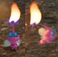 If a Winged Pikmin sets foot on ground (by being thrown) before attacking an enemy, and then it is set ablaze, it will start running. Otherwise, it will fly.