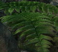 A group of green ferns in the Tropical Wilds.