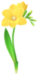 Yellow freesia Big Flower icon.