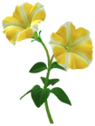 Petunia Introduced on March 1st, 2026, and comes in white, yellow, red, and blue varieties.