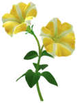 Yellow petunia Big Flower icon.