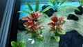 A variegated croton in the Seafloor Resort.