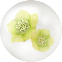 Yellow helleborus nectar icon.png