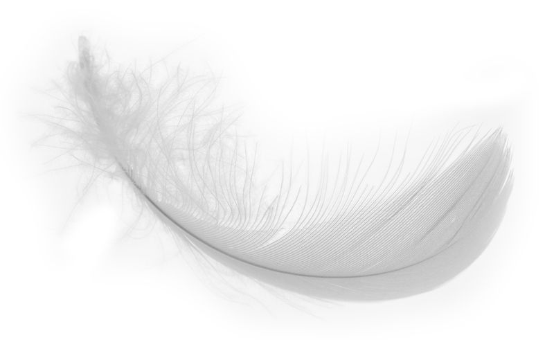 File:White feather (real world).jpg