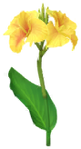 Yellow canna lily Big Flower icon.