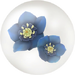 Blue helleborus nectar in Pikmin Bloom.