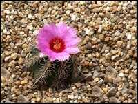 Cactus-3.jpg