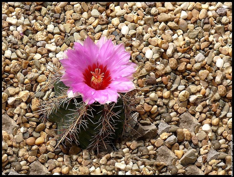 File:Cactus-3.jpg