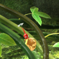Tropical Forest CT icon.png