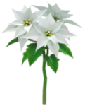 Icon for white poinsettia Big Flowers.