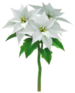 White poinsettia Big Flower icon.