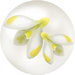 Yellow snowdrop nectar from Pikmin Bloom.