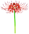 Spider Lily Introduced on September 1st, 2022, and comes in white, yellow, and red varieties.