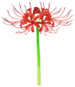 Red spider lily Big Flower icon.