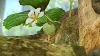 In the Garden of Hope, next to the first fruit seen by the player (a Sunseed Berry), there is another fruit on a branch to the right. It's a tiny unripe strawberry, and across the many days of Pikmin 3, it never grows.