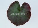 An image of a leaf from Sozaijiten Vol. 13. The image's description on the website identifies it as Galax.
